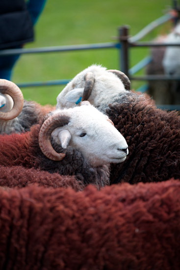 Heversham Herdwick Sheep