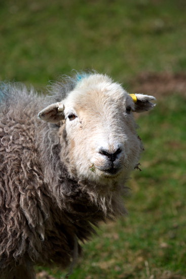 Crosthwaite Valley Lakeland Sheep