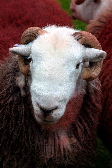 Baycliff Farm Lakeland Sheep