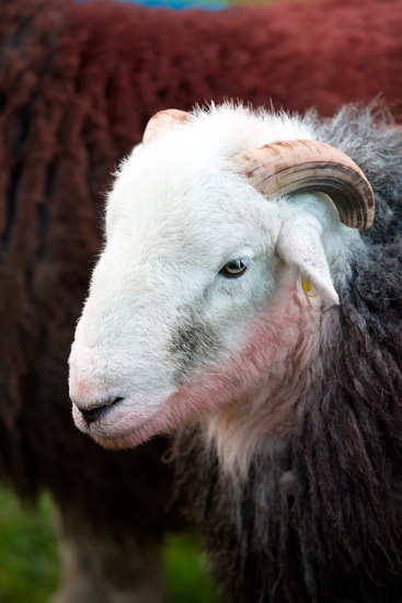 Tarn Crag (Far Eastern Fells) Field Herdwick Sheep