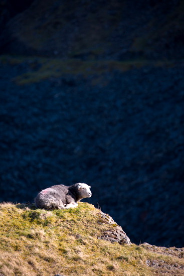 Fellbarrow Lakeland Sheep
