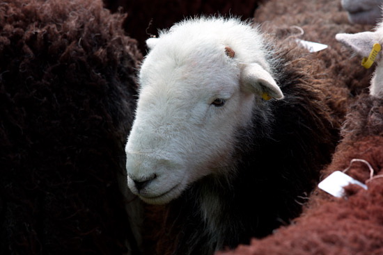 Lazonby Field Herdwick Sheep