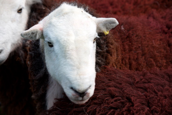 Brampton (Carlisle) Lake district Sheep
