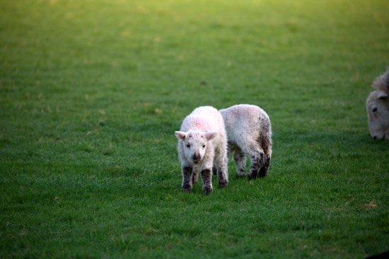 Elterwater Farm Lakeland Sheep