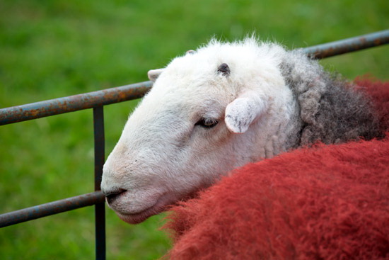 Melmerby Farm Lake district Sheep