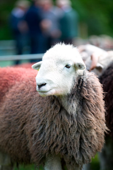 Rockcliffe Farm Herdwick Sheep