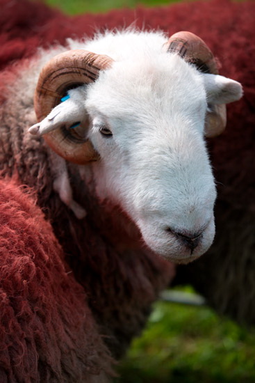 Clappersgate Farm Herdwick Sheep