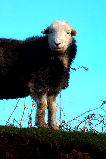Brough Farm Lakeland Sheep