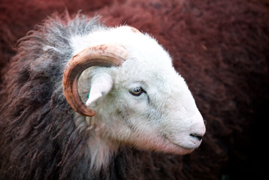 Blackford Herdwick Sheep