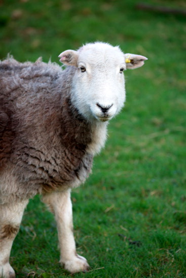 Glenridding Valley Lakeland Sheep