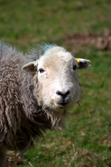 Loughrigg Fell Valley Lakeland Sheep