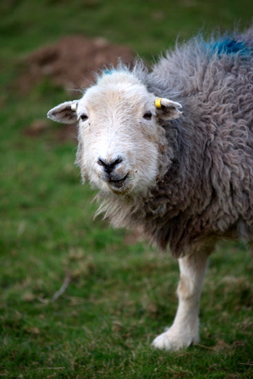 Starling Dodd Valley Herdwick Sheep