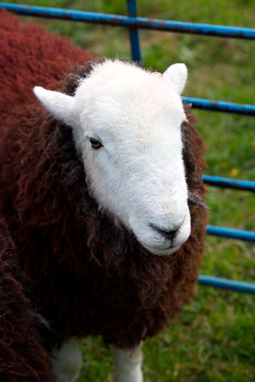Dacre Valley Herdwick Sheep