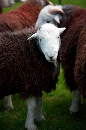 Newton Reigny Field Herdwick Sheep