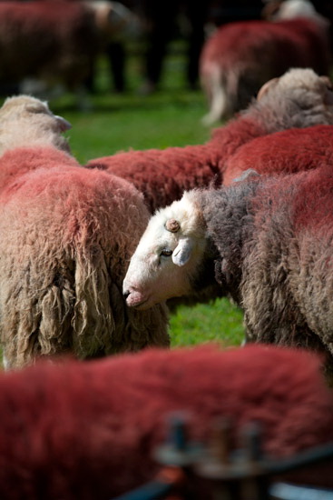 Base Brown Field Lakeland Sheep