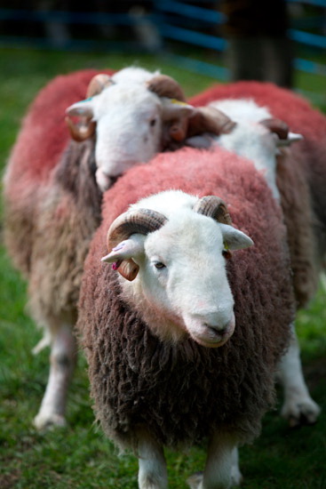 Caldbeck Herdwick Sheep