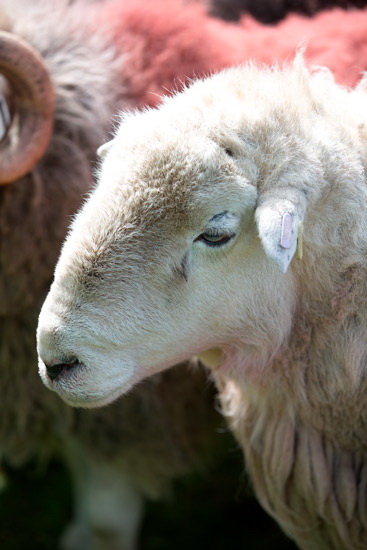 Grange Fell Valley Lakeland Sheep