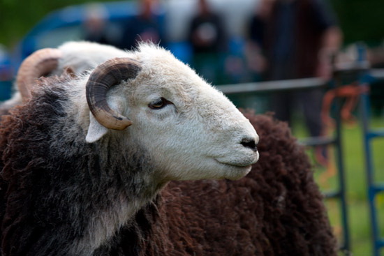 Lindal in Furness Field Herdwick Sheep