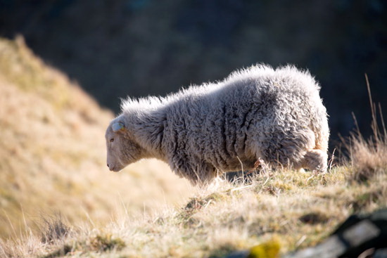 Torver Valley Herdwick Sheep