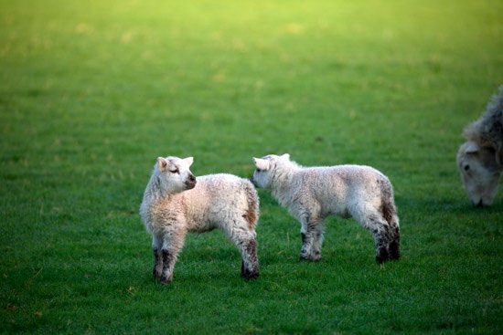 Hesket Newmarket Lake district Sheep