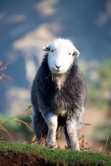 Lowthwaite Fell Valley Herdwick Sheep