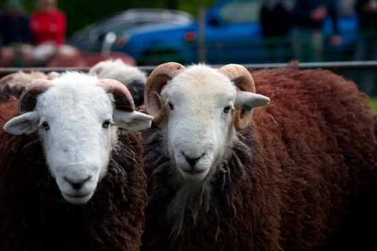 Bowness-on-Windermere Field Herdwick Sheep