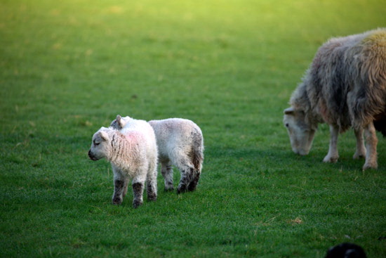 Pooley Bridge Farm Herdwick Sheep
