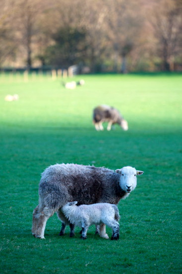 Farlam Farm Lakeland Sheep