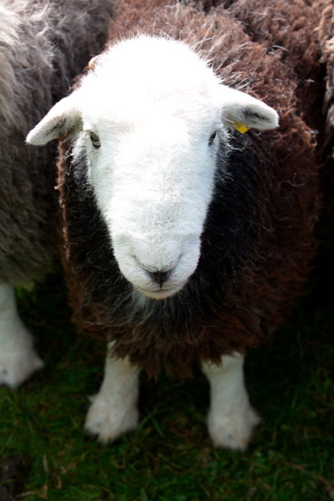 Kirkby Thore Field Lake district Sheep