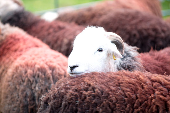Plumbland Field Herdwick Sheep