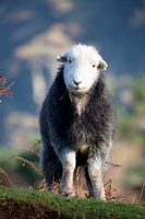 Lakeland Herdy Artworks, Hopegill Head, Cleator Moor, Bleaberry Fell, Herdwick, Oxen Park, Herdy Sketch, Harter Fell, Mardale, Maiden Moor, Herdy Art, Herdwick Sheep Oil Painting, Langwathby, Herdwick Sheep Art, Hallbankgate, Herdwick Sheep Art Studio, Urswick Great and Little, Blencathra, Windermere, Herdy, Barton, Herdwick Sheep Acrylic Paintings, Boustead Hill, Shipman Knotts, Troutbeck Tongue, Thurstonfield, Herdwick Sheep Oil Painting, Lakeland Sheep, Sail, Herdy Sheep Artist, High Crag, Gleaston,  Lake District, Cumbria.