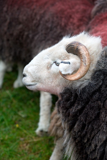 Boustead Hill Lakeland Sheep