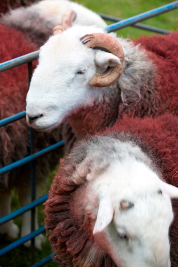 Kirkland (Penrith) Valley Lakeland Sheep