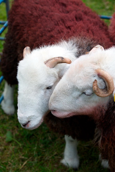 Barton Valley Herdwick Sheep