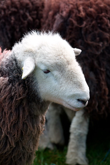 Lingmoor Fell Field Lakeland Sheep