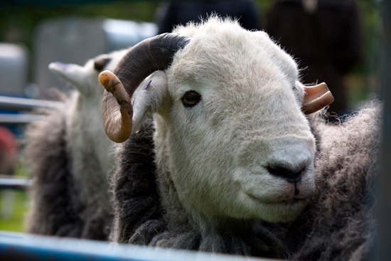 Cumwhitton Field Herdwick Sheep