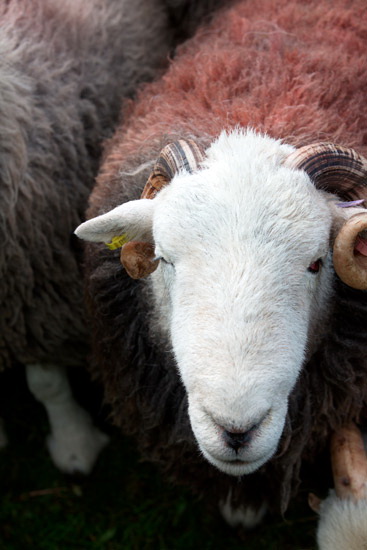 Langwathby Farm Herdwick Sheep