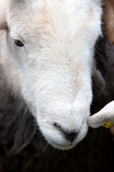 Ackenthwaite Valley Lake district Sheep
