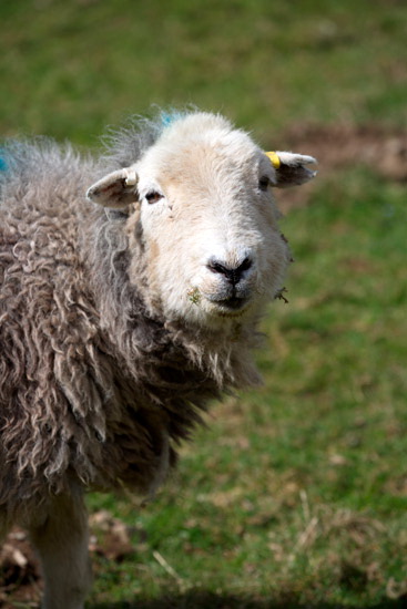 Branstree Lake district Sheep