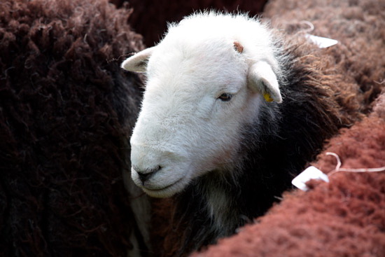 New Hutton Farm Herdwick Sheep