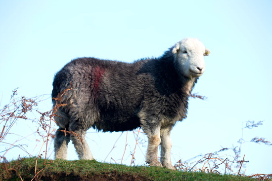 Troutbeck (Penrith) Farm Lakeland Sheep