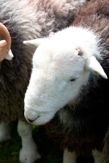Yewbarrow Farm Lake district Sheep