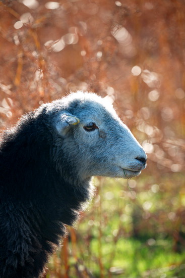 Ormathwaite Farm Lake district Sheep