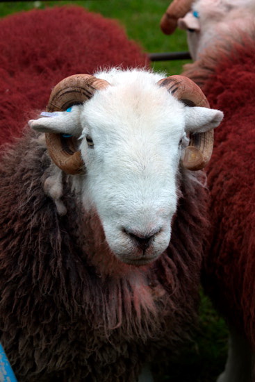 Seatallan Lakeland Sheep