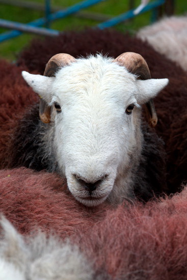 Old Hutton Lakeland Sheep