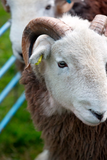 Cockermouth Valley Lake district Sheep