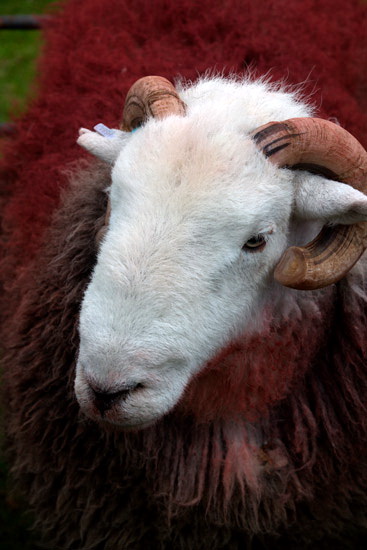 Drigg Valley Herdwick Sheep