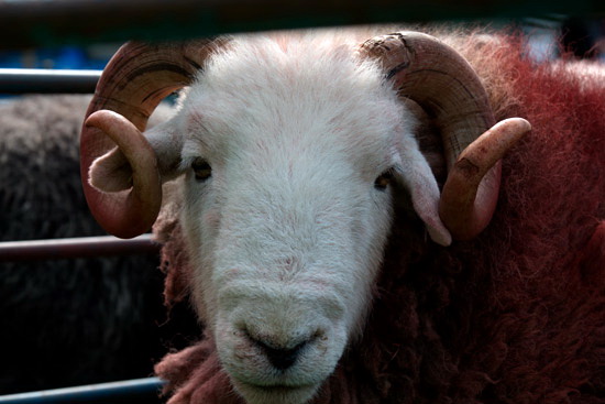 Heversham Farm Herdwick Sheep