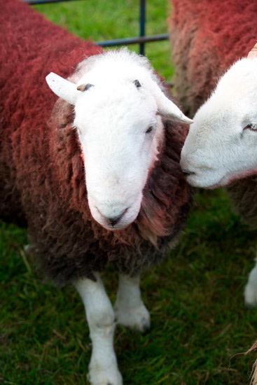 Plumbland Valley Lakeland Sheep