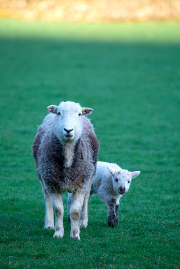 Witherslack Farm Herdwick Sheep